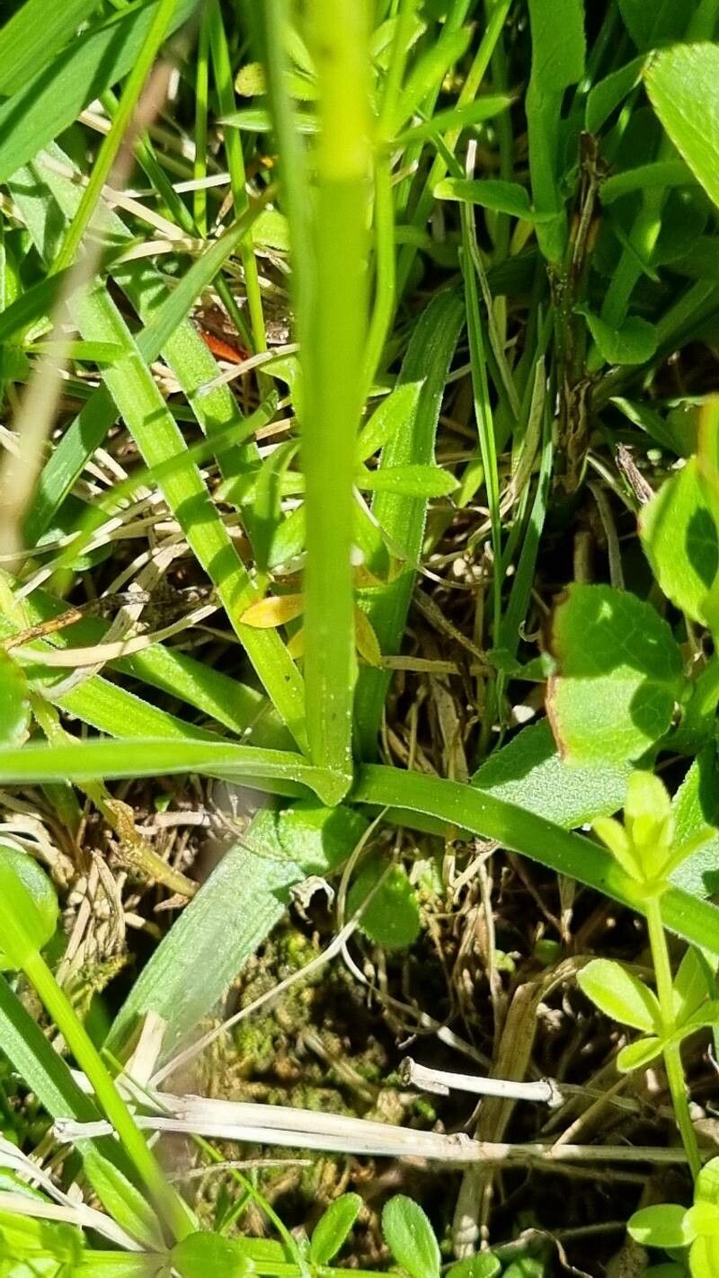 Gymnadenia lithopolitanica leaf