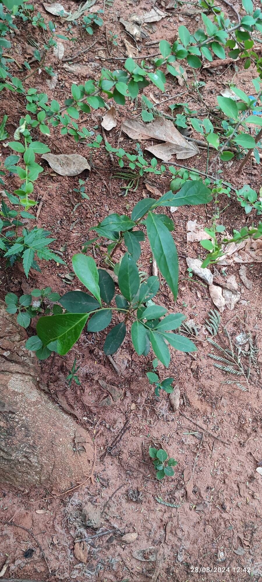 Glycosmis mauritiana — related species from the same genus