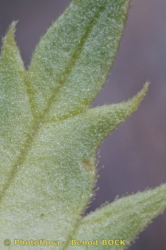 Rhinanthus burnatii bark