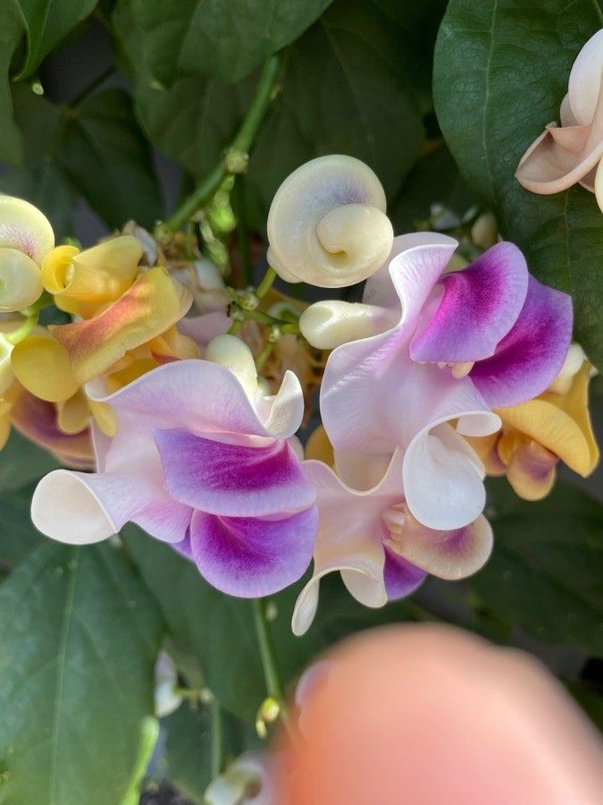 Cochliasanthus caracalla flower