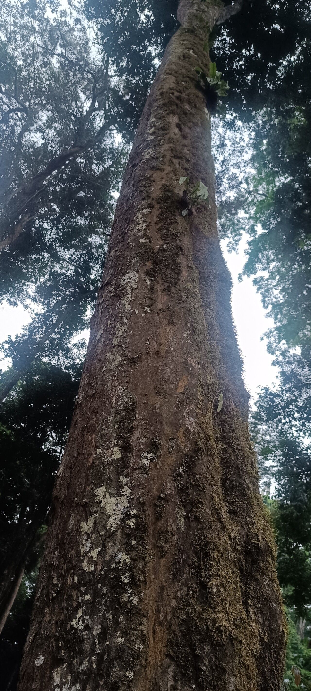 Diospyros mannii bark