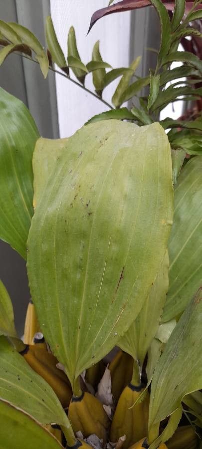 Bifrenaria tyrianthina — related species from the same genus