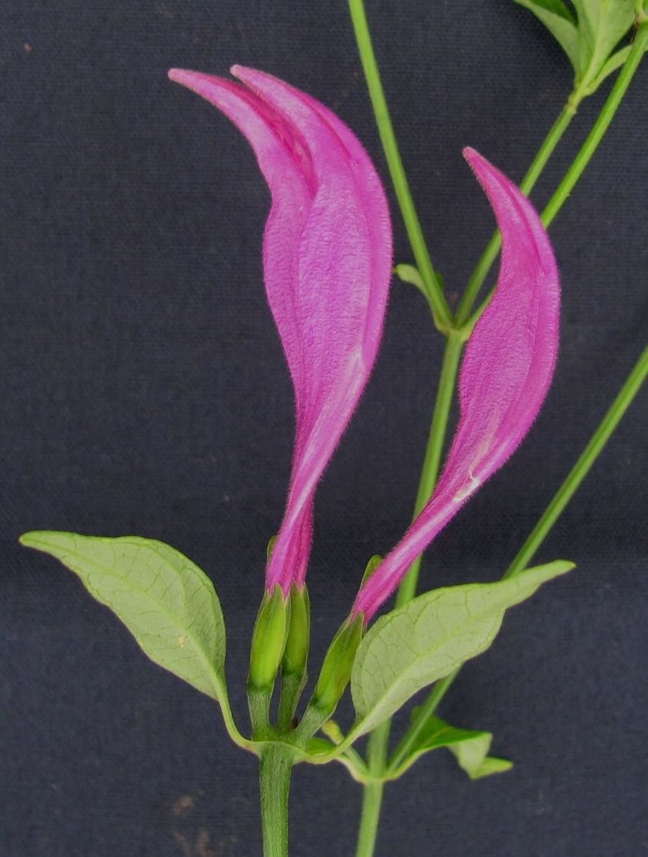 Dicliptera trifurca other