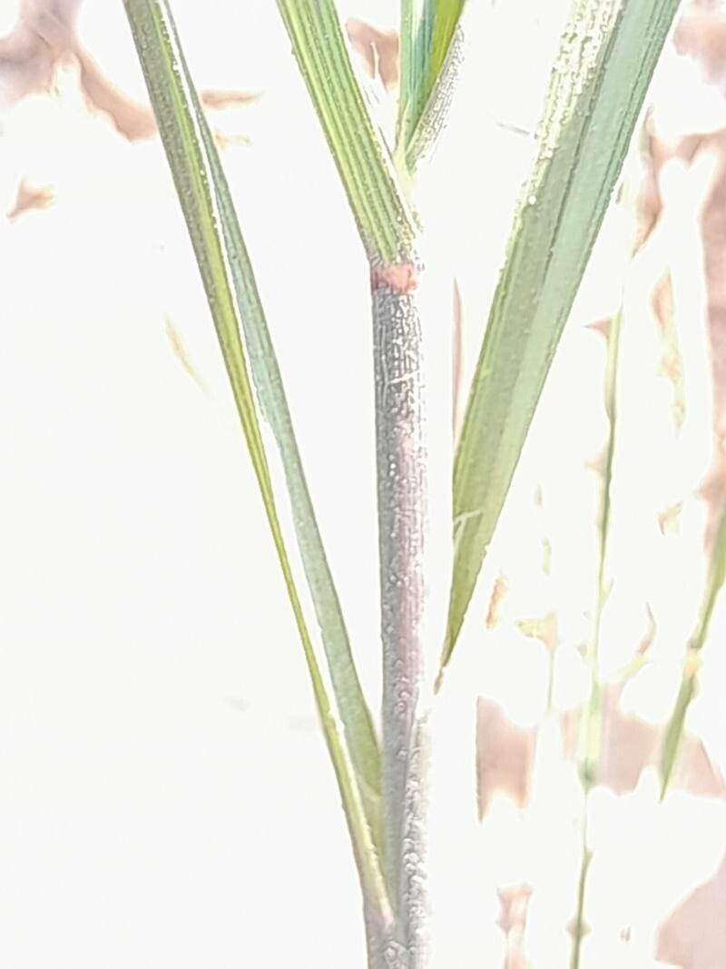 Leptochloa fusca — houseplant care guide