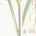 Leptochloa fusca