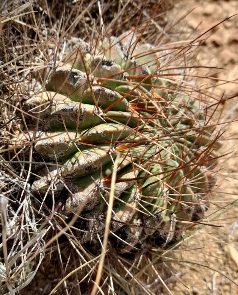 Lobivia chrysochete — houseplant care guide