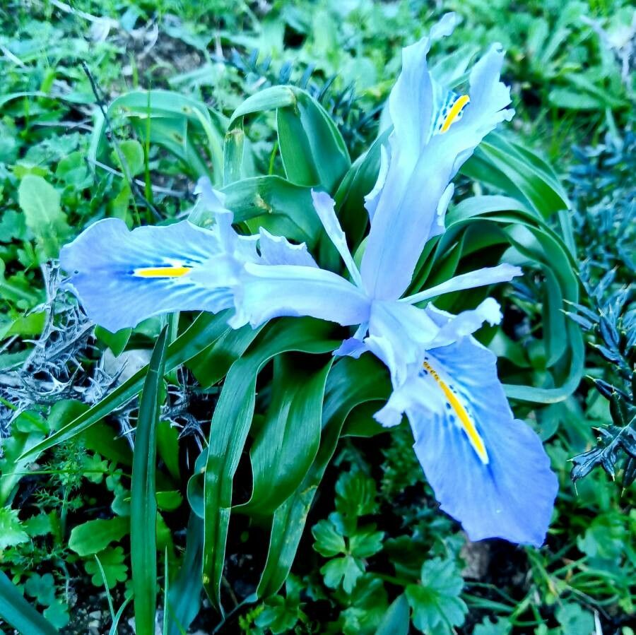 Iris planifolia flower