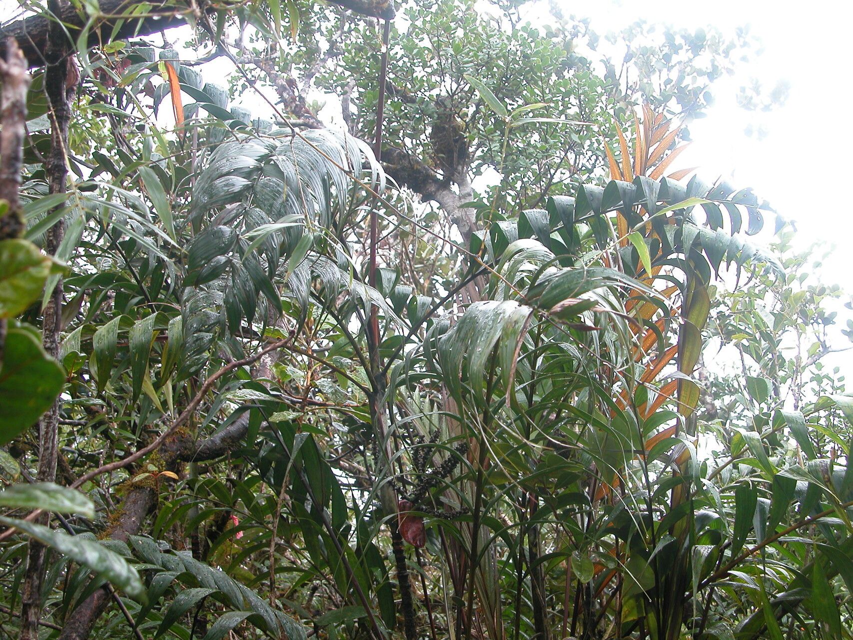 Dypsis ankirindro habit