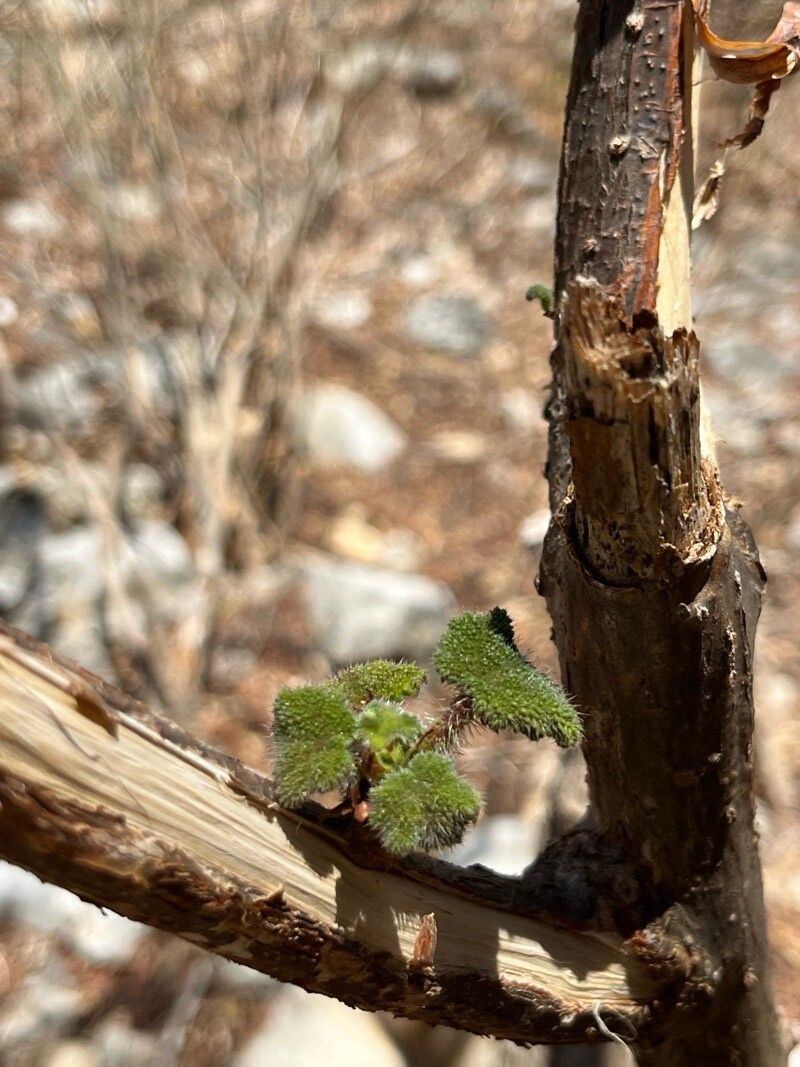 Obetia madagascariensis — related species from the same genus