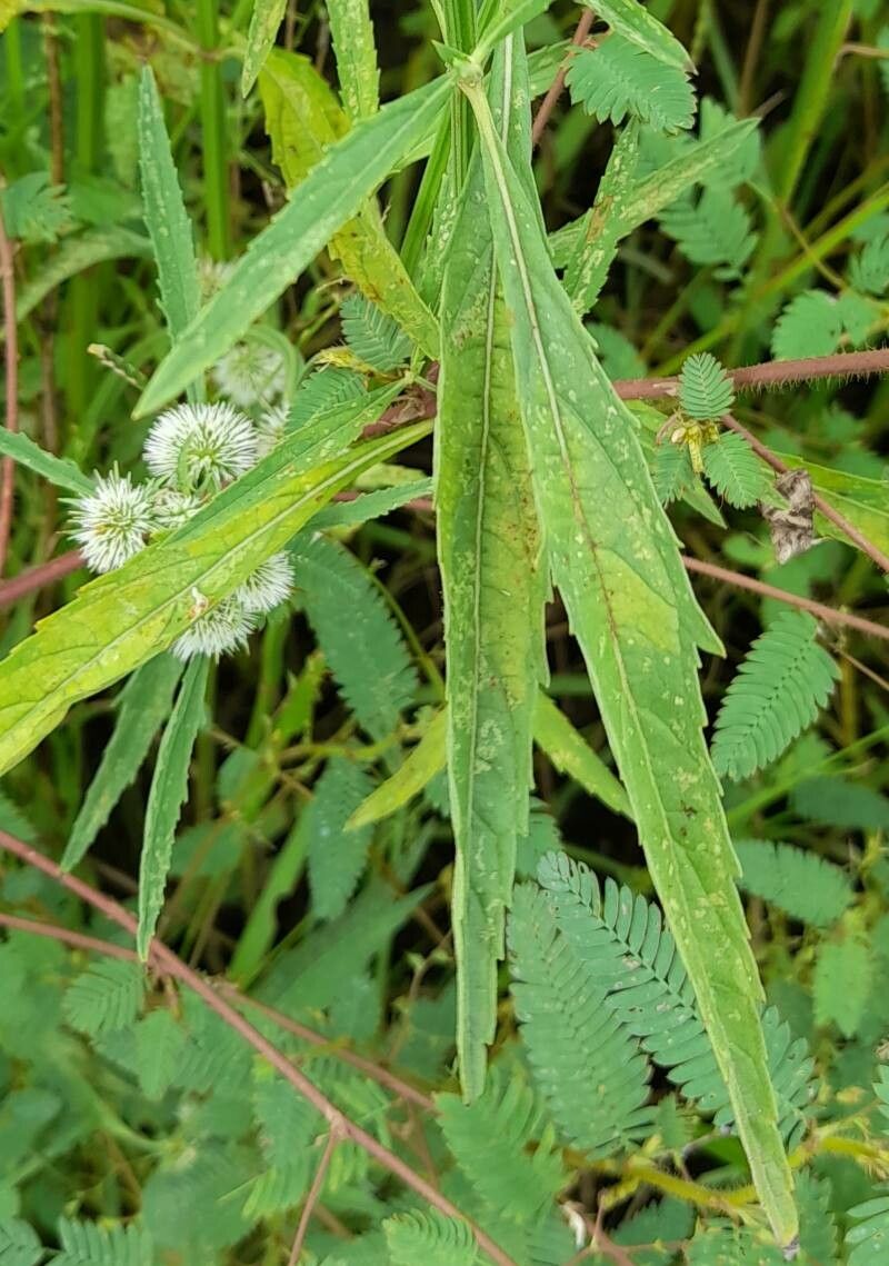 Hyptis lappacea — houseplant care guide