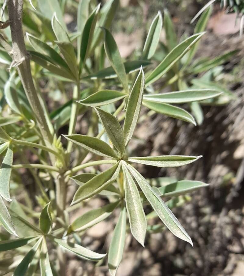 Lupinus ultramontanus — search result for 'Lupinus'