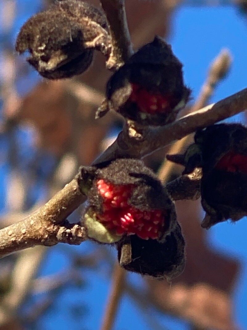 Parrotia persica fruit