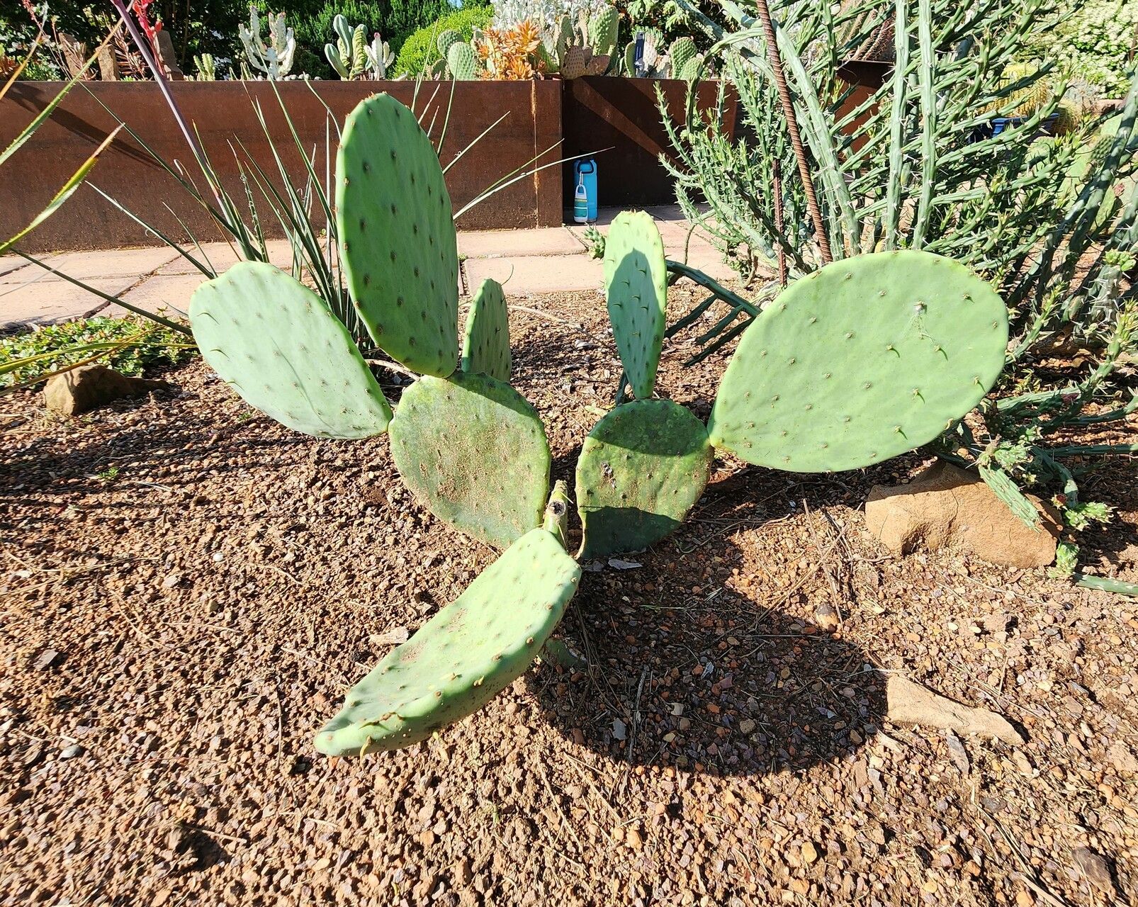Opuntia lindheimeri habit