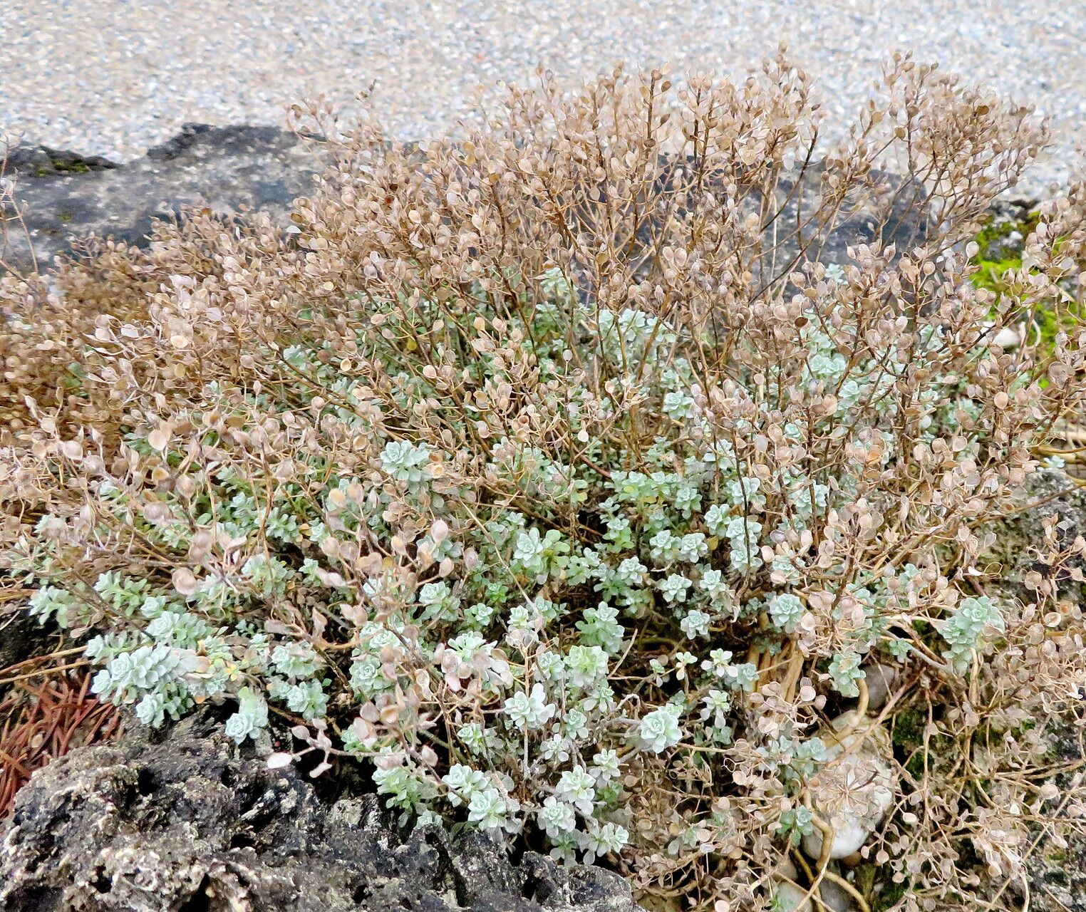 Odontarrhena oxycarpa habit