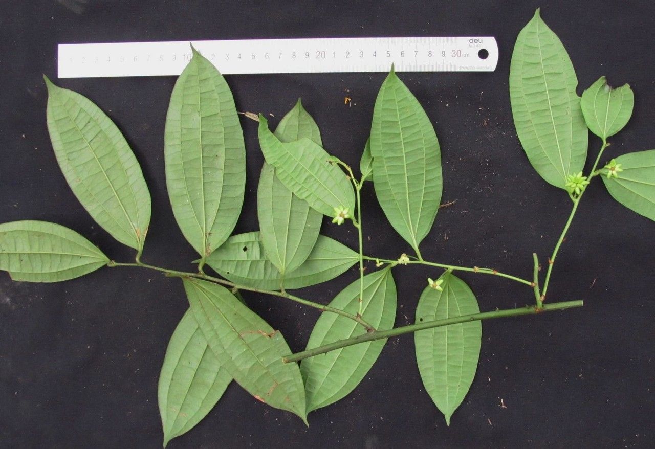 Smilax spissa other