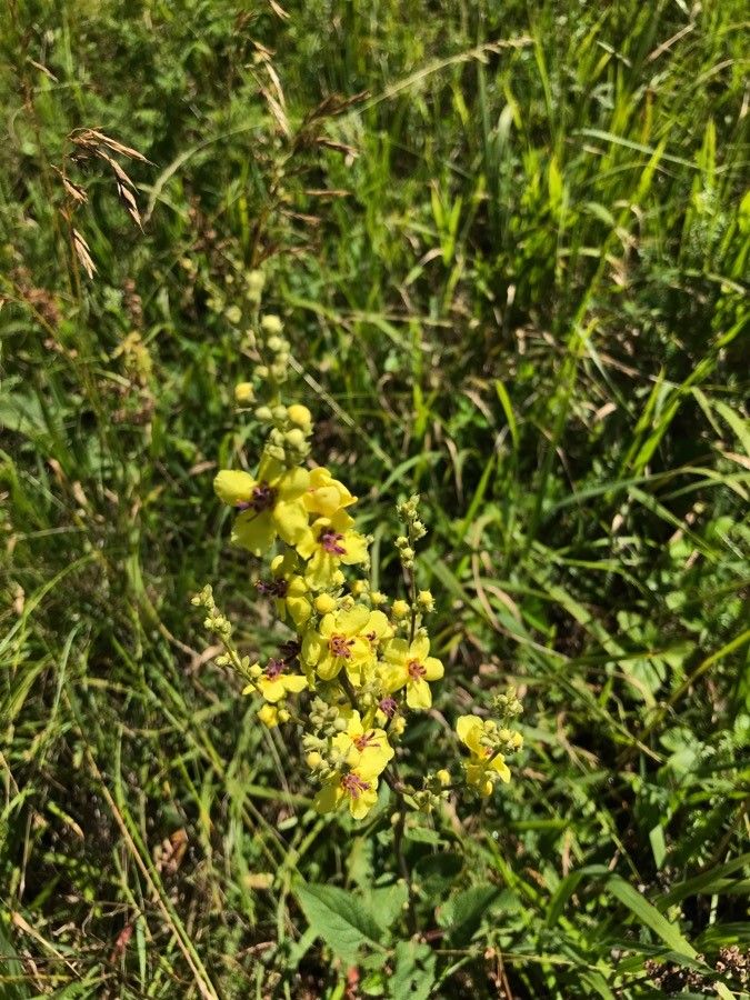 Verbascum austriacum flower