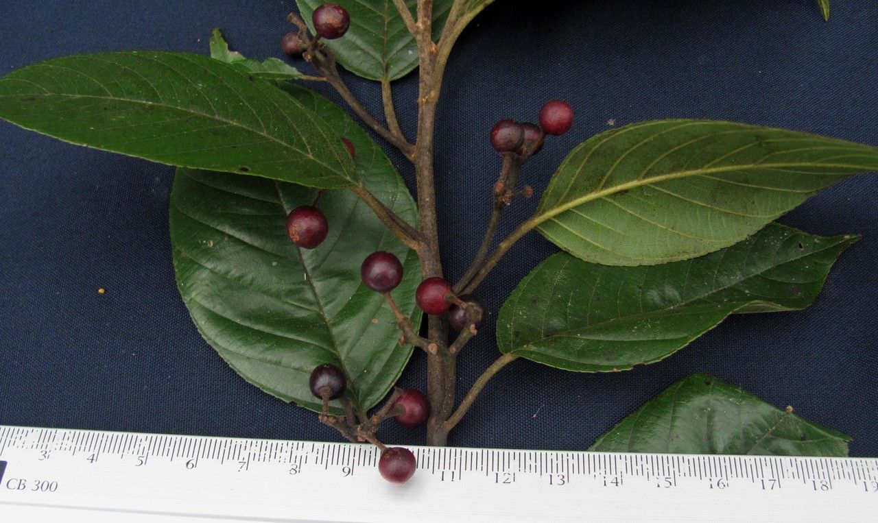 Frangula pendula other