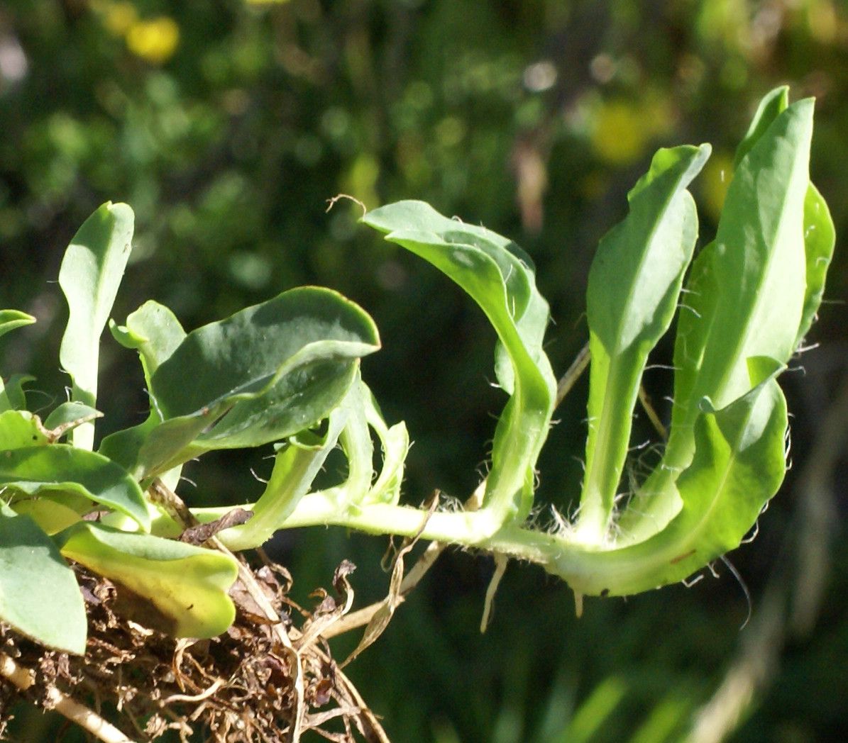 Pilosella lactucella fruit