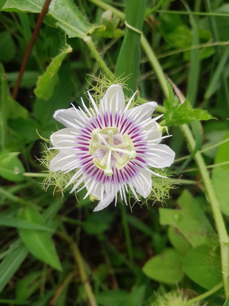 Passiflora morifolia — search result for 'Passiflora'