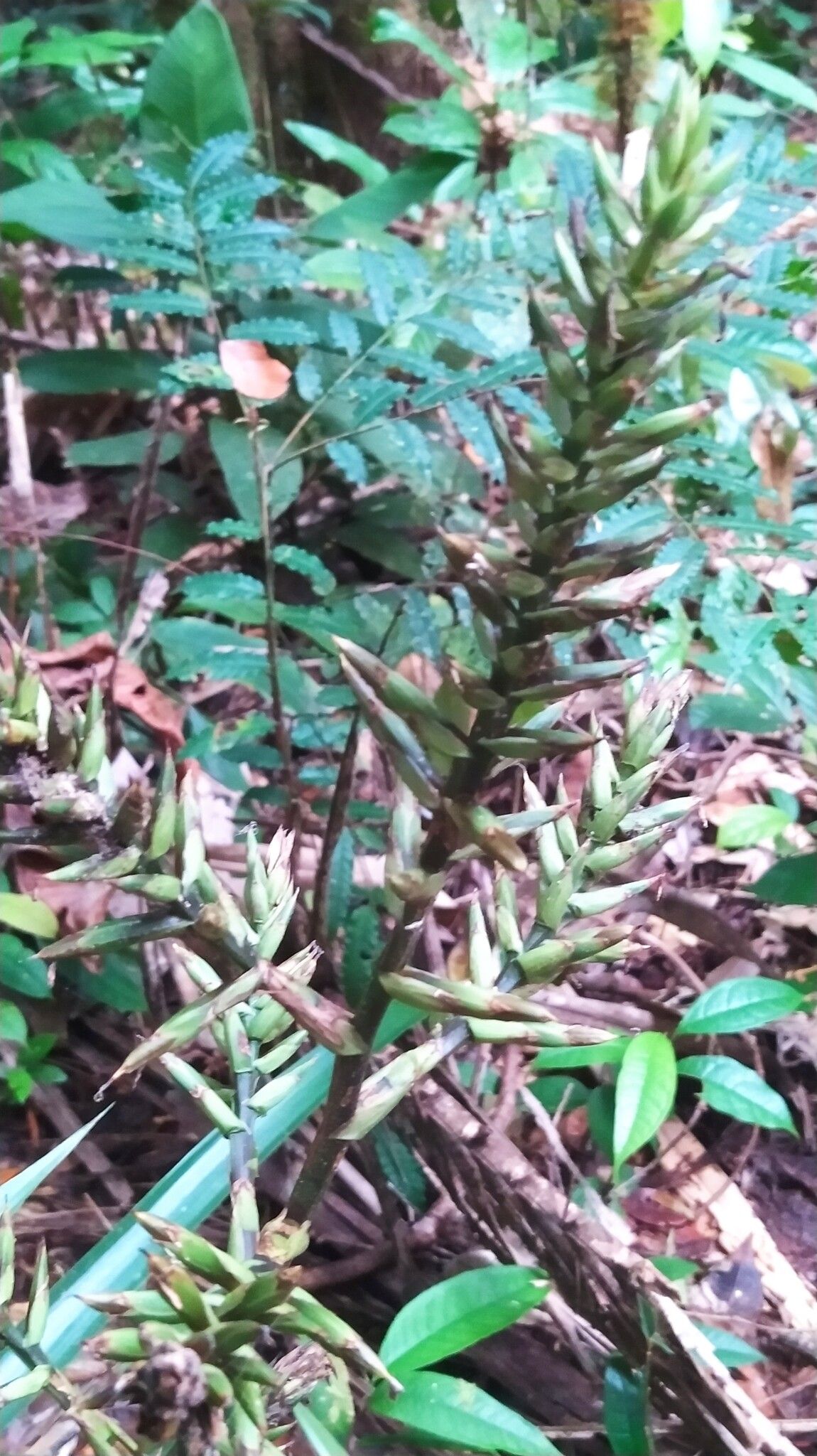 Guzmania brasiliensis