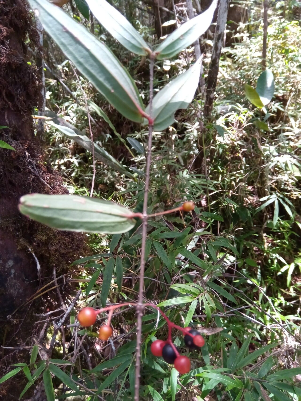 Medinilla micranthera fruit