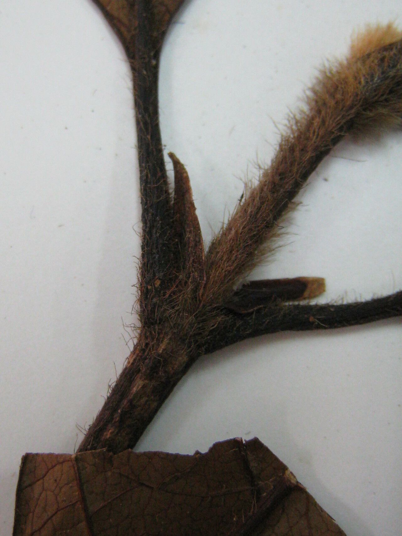 Byrsonima krukoffii — houseplant care guide