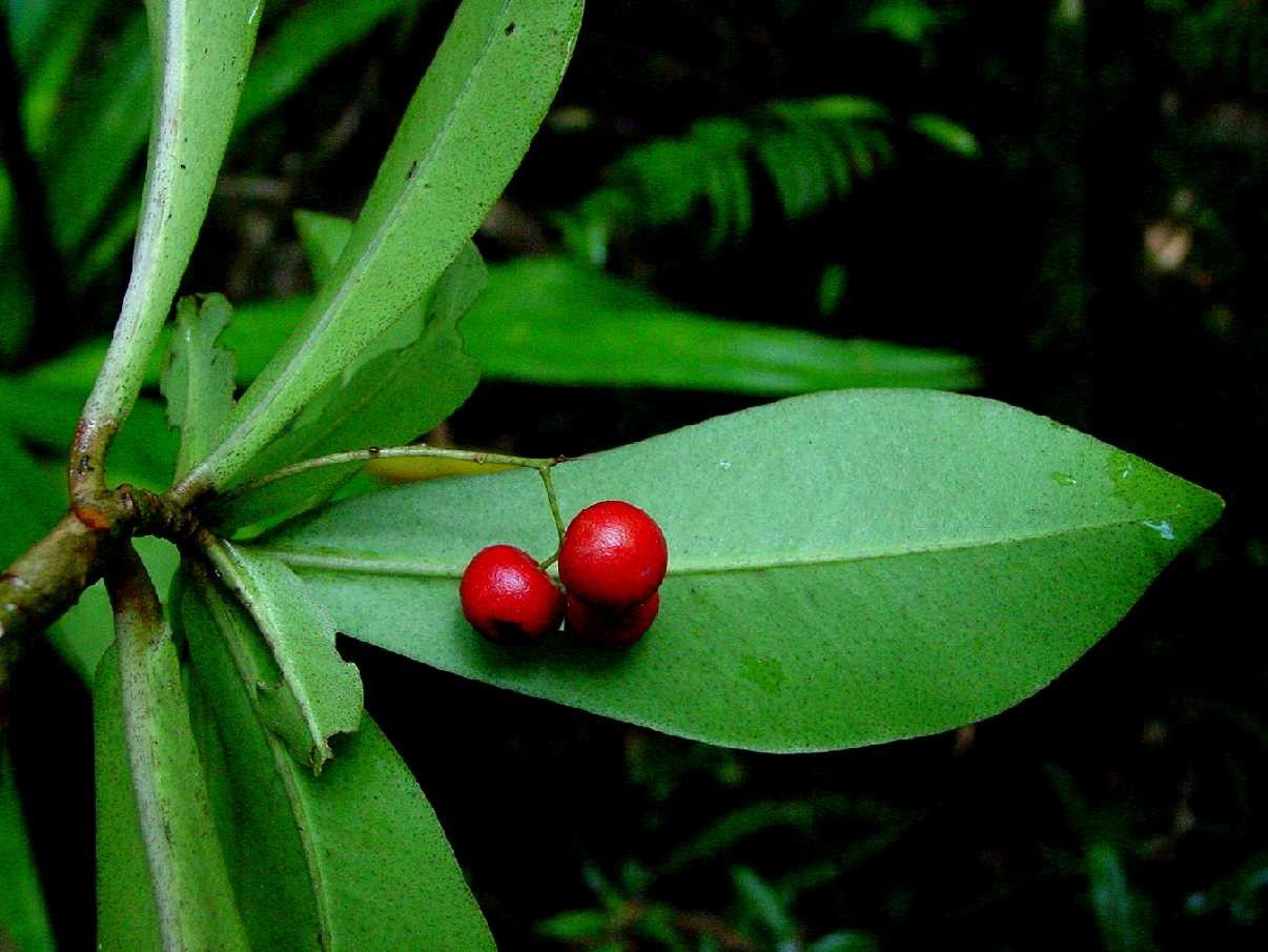 Badula grammisticta fruit