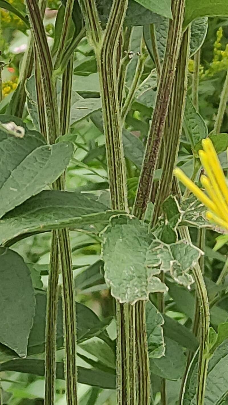 Rudbeckia subtomentosa bark