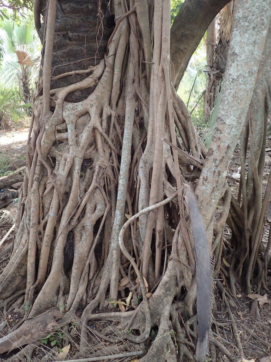 Ficus polita bark