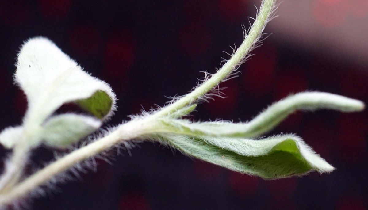 Knautia palaestina leaf