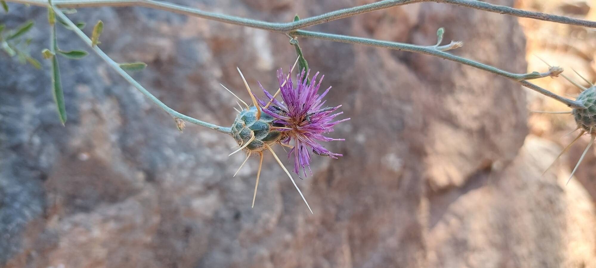 Centaurea eryngioides flower