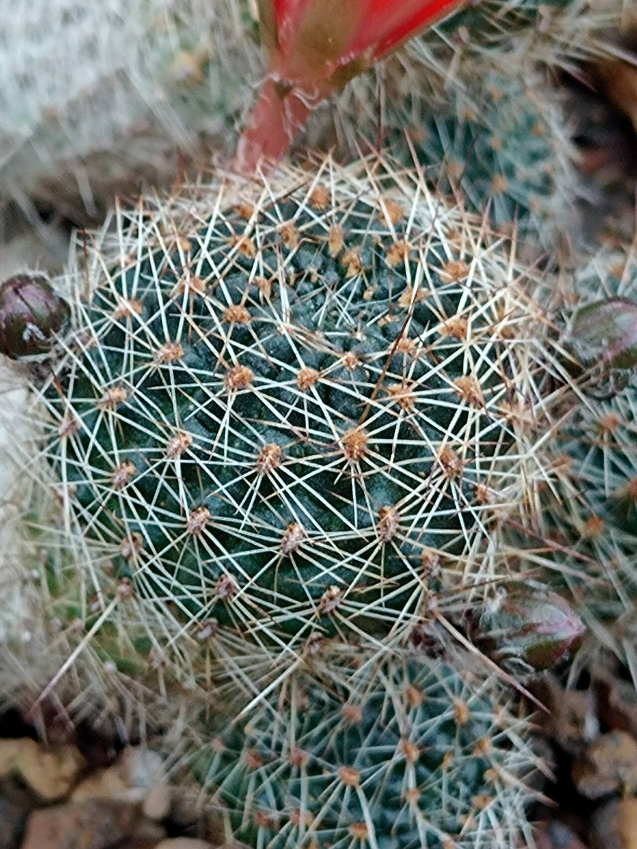 Aylostera pygmaea leaf