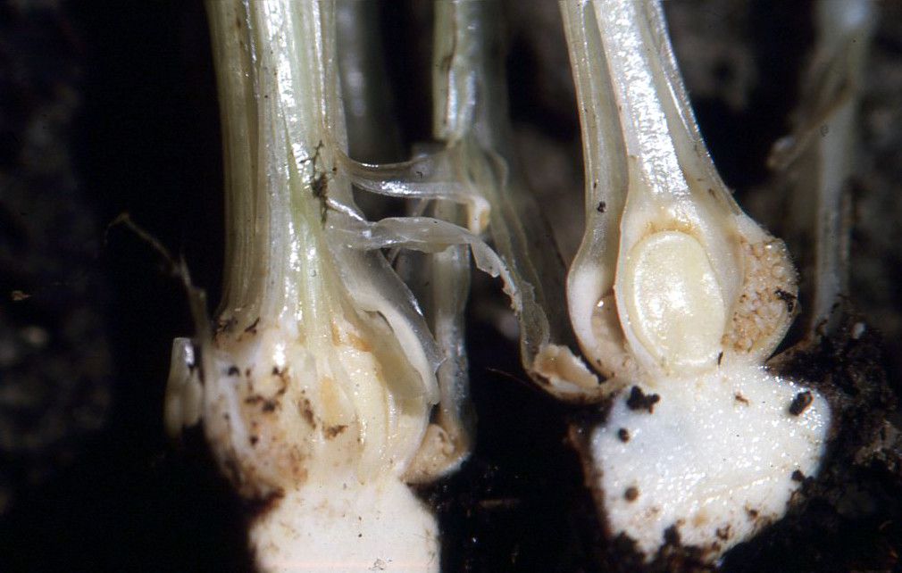 Isoetes setacea other