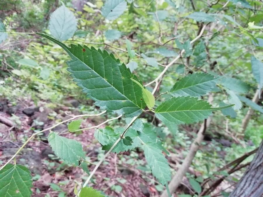 Maclura tinctoria leaf