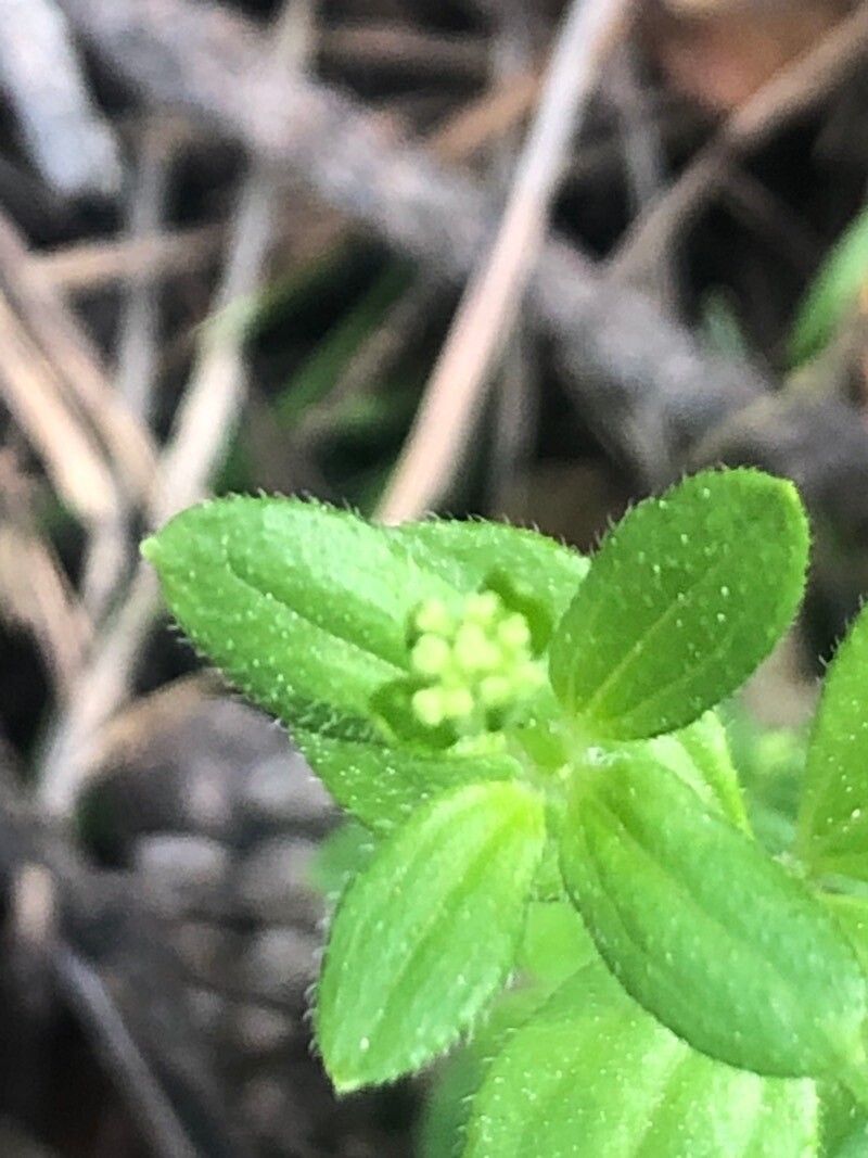 Cruciata glabra flower