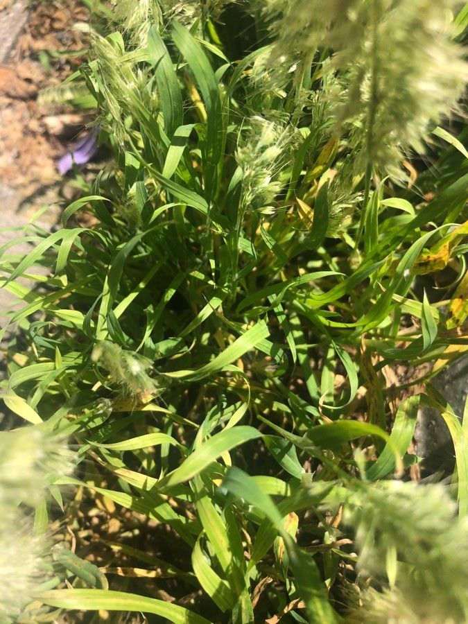 Lamarckia aurea leaf