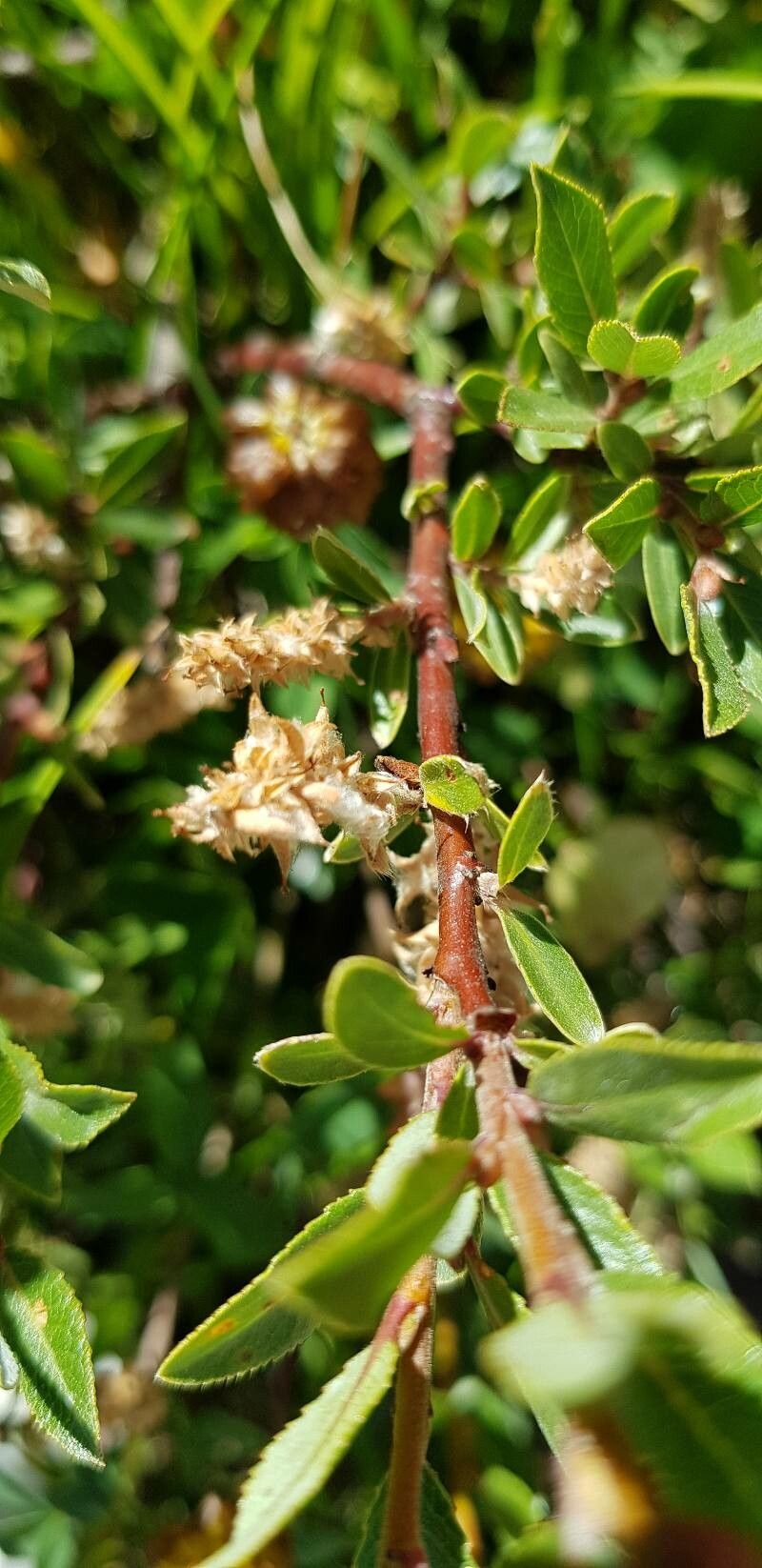 Salix foetida fruit