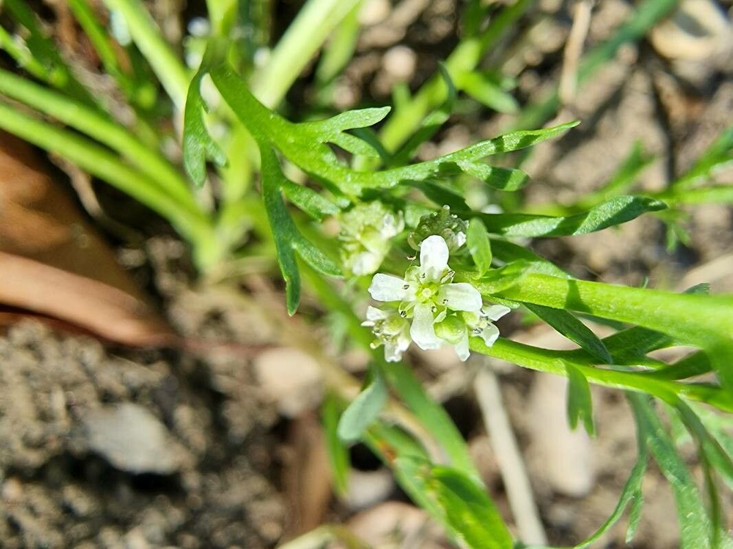 Lepidium squamatum flower