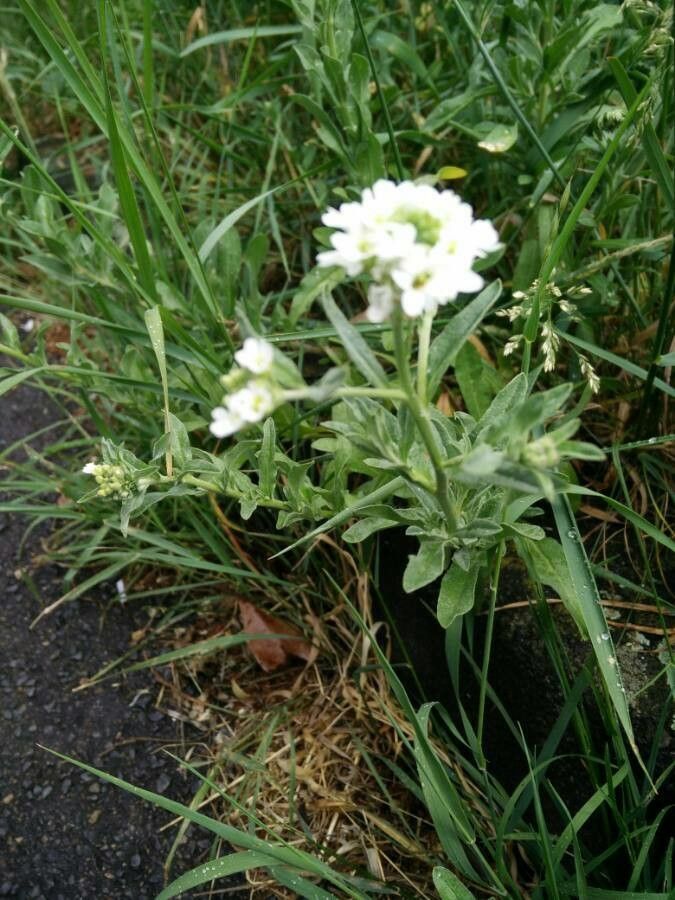 Draba incana flower
