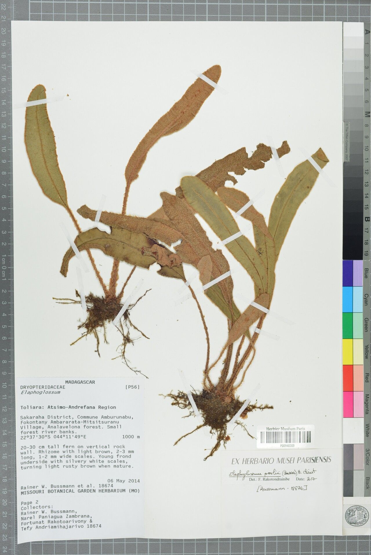Elaphoglossum poolii — houseplant care guide