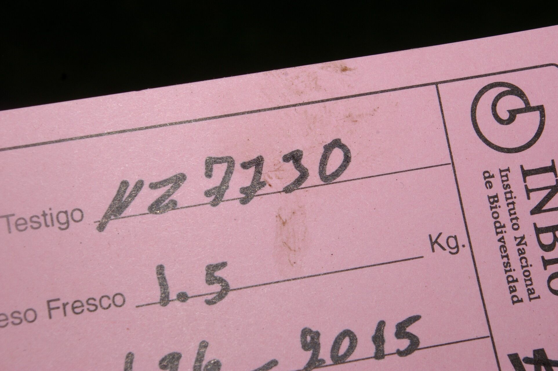 Hyptis sinuata other