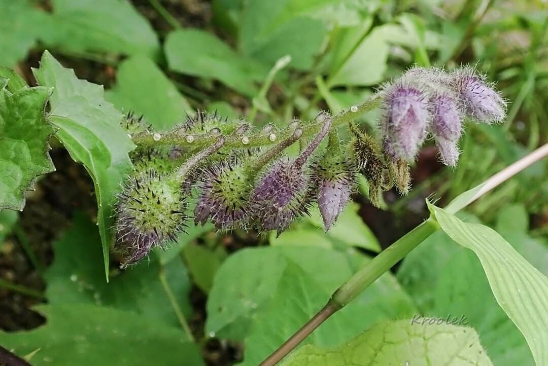 Solanum barbisetum flower