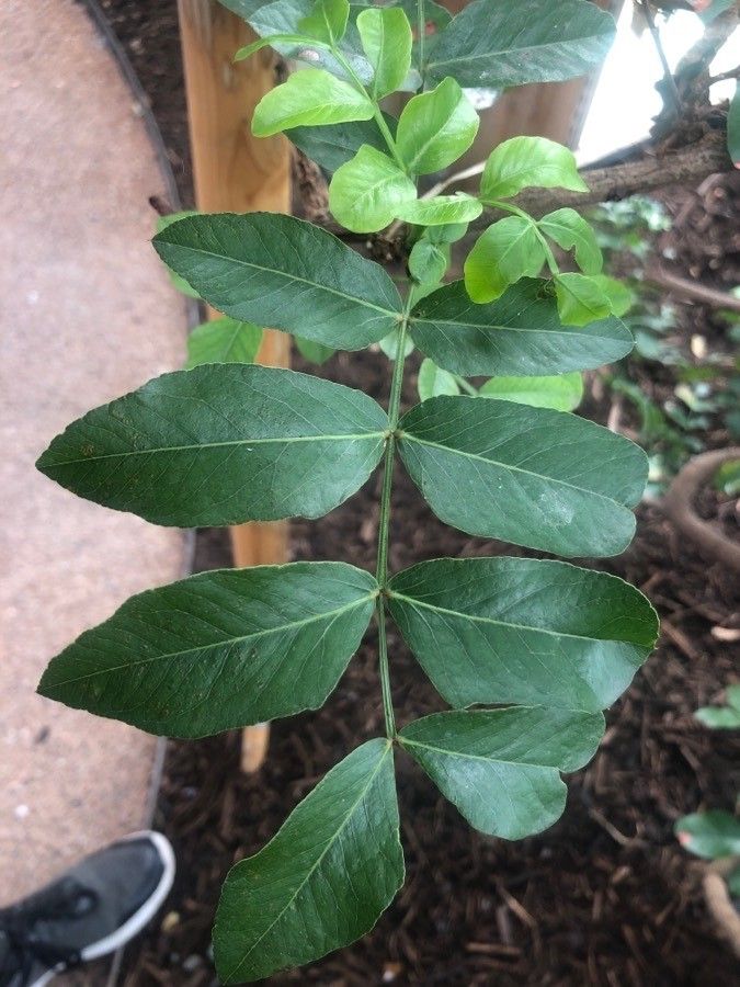 Schotia brachypetala leaf