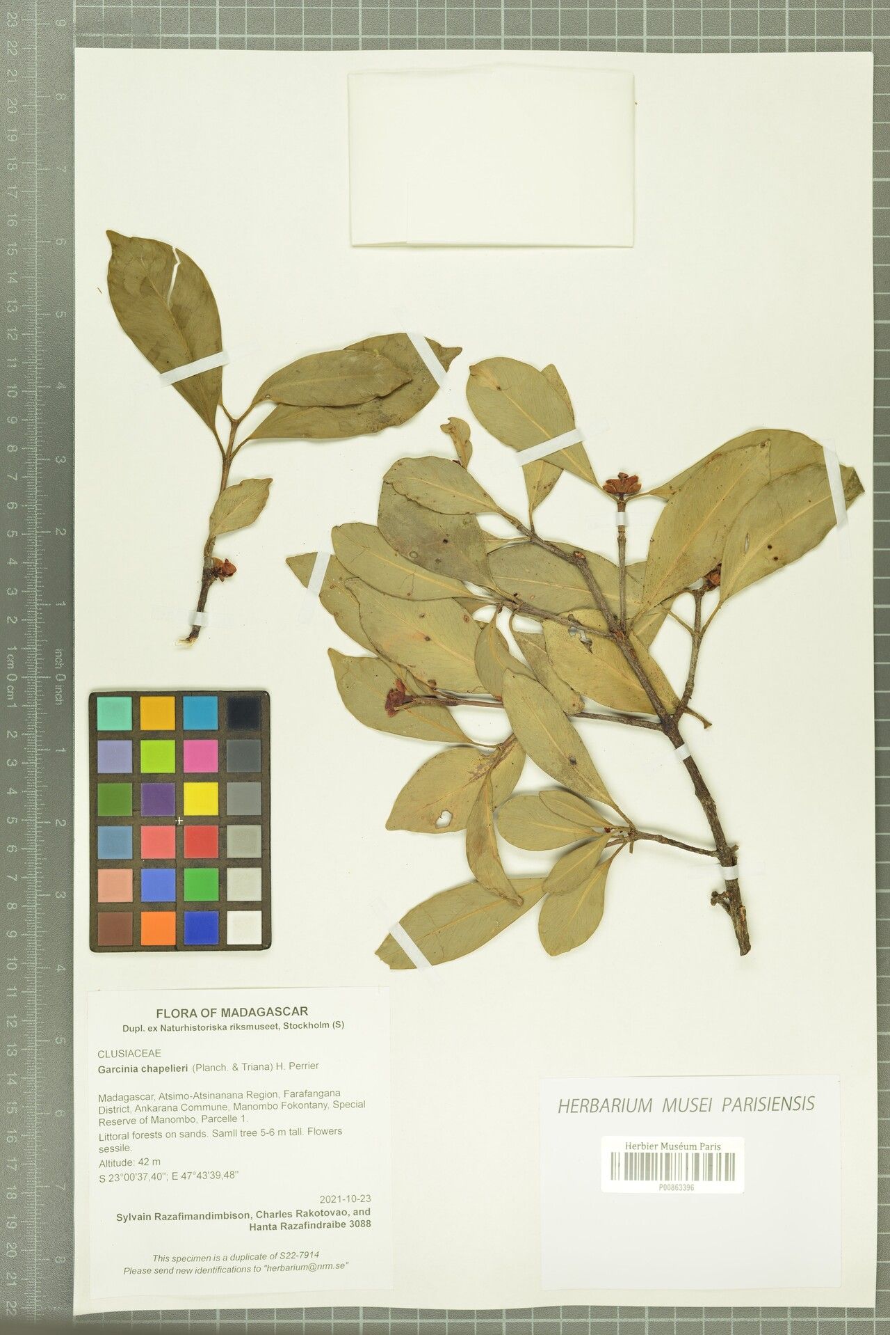 Garcinia chapelieri — houseplant care guide