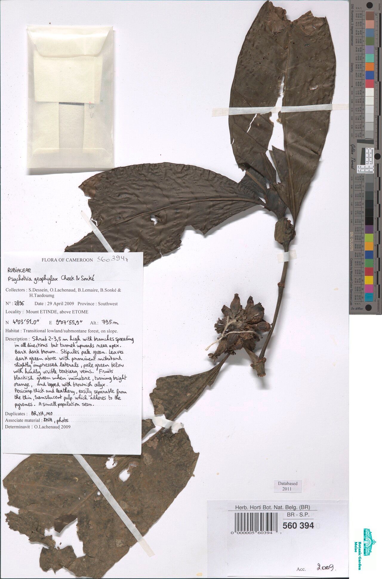 Psychotria geophylax — houseplant care guide