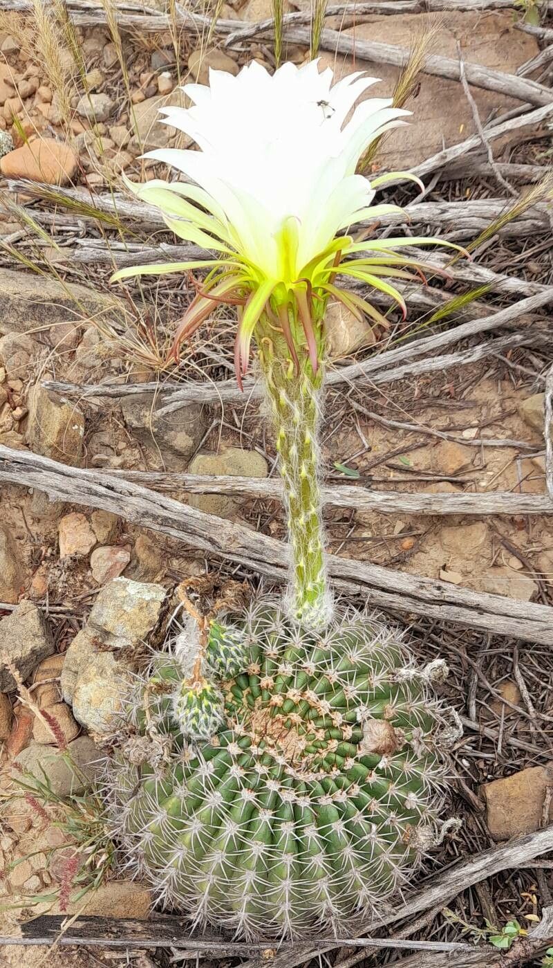 Echinopsis mamillosa habit