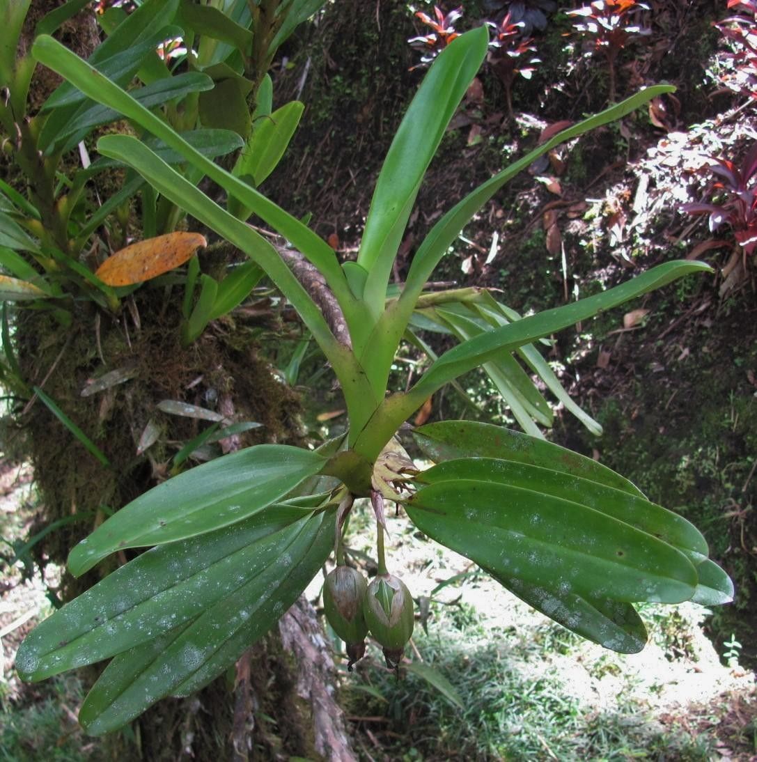 Camaridium inauditum habit