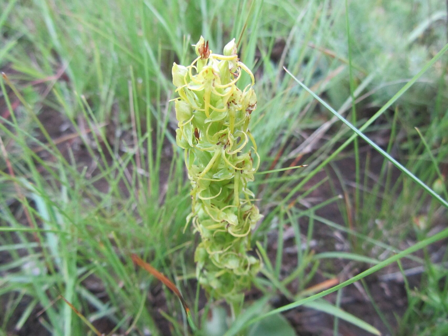 Habenaria lithophila — houseplant care guide