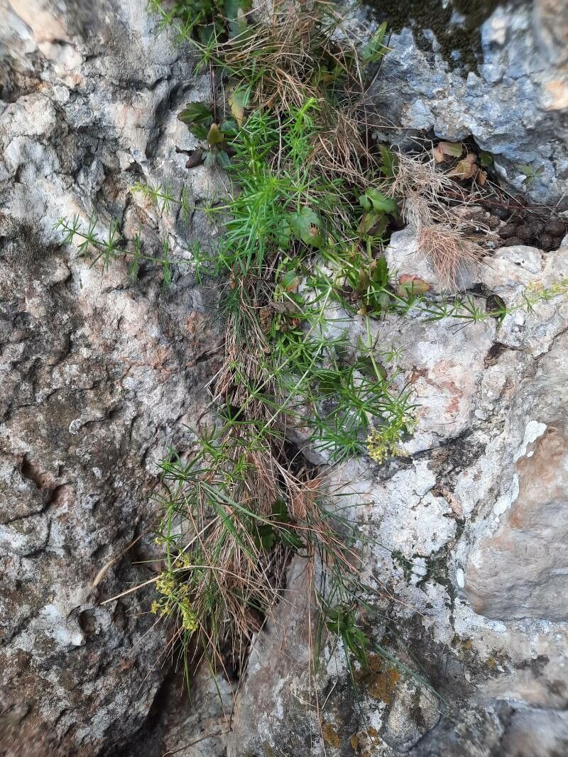 Galium crespianum leaf