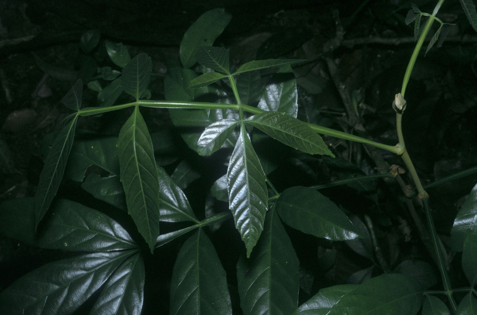 Serjania grandifolia — houseplant care guide